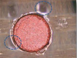 HDI Structures Using Thin Films and Low Temp Paste