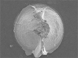 Evaluation of Reliability using Autocatalytic Silver Bath on ENEP Layer