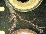 The Impact of Harsh Environments and Ionic Contamination on Post-Reflow Circuit Assemblies
