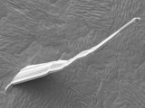 Does Contamination Affect Whisker Formation?