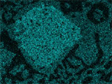 Microalloying Effects of Sb and Ag on the Microstructural of Eutectic Sn-Bi Alloys