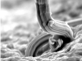 Effect of Soldering and Flux on Whisker Growth