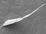 Hybrid Conformal Coatings for Mitigating Tin Whiskers