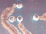 Understanding Creep Corrosion Field Fails