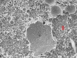 Voiding/Drop Test for Mixed Alloy BGA Assembly