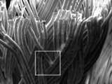 Investigation of Whisker Growth on Wire and Braid